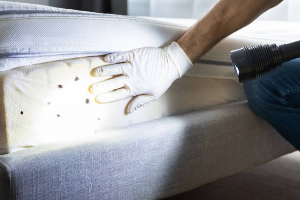 Professional Pest Control in Reliez Valley, CA